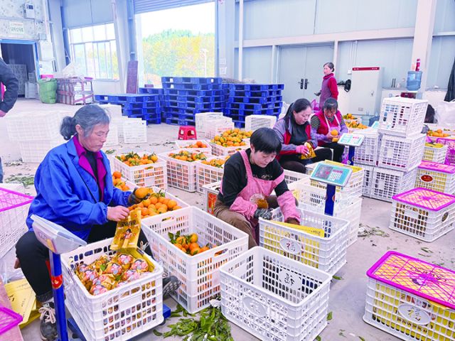 4工人将柑橘分拣装箱  周淼葭 摄.jpg