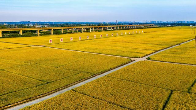3眉山农商银行信贷支持的“天府粮仓”眉州沃野披金如画，一片生机盎然.jpg