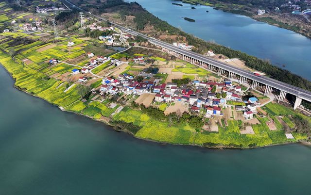 图1  2025年3月3日，四川省内江市东兴区富溪镇凤凰村太平坝，盛开的油菜花为美丽的春天画上了金黄的色彩（无人机照片）。.JPG