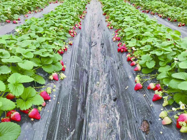 内江珍果种植园大棚的草莓红润饱满.jpg