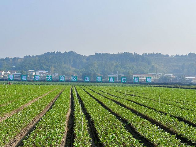 图3  老君镇粮蔬产业园的蔬菜基地.jpg