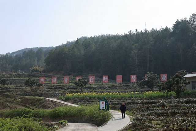 2白叶一号茶业基地.JPG