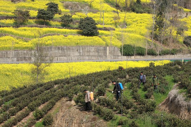 3村民在茶叶基地锄草.JPG