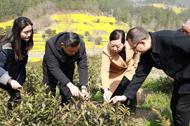 6青川县农业农村局与木鱼镇领导等调研白茶一号生长情况.JPG