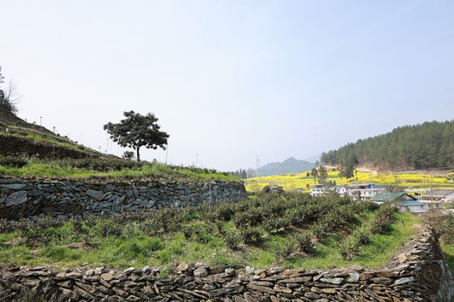 7茶叶基地与村庄遥相呼应.JPG