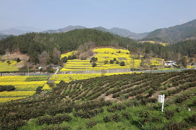 8一半油菜一半茶叶.JPG