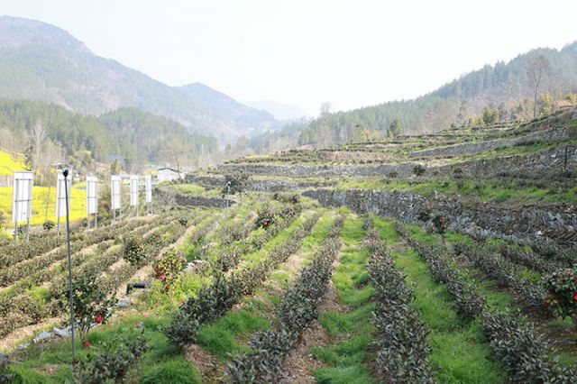 10茶叶长势喜人.JPG