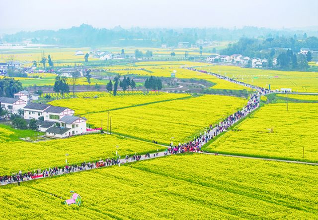 众多游人在粮油现代农业园区赏花游玩.JPG