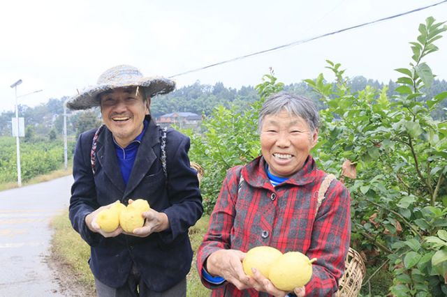 图3 干拱村村民喜获柠檬丰收。潘政吉  摄.jpg