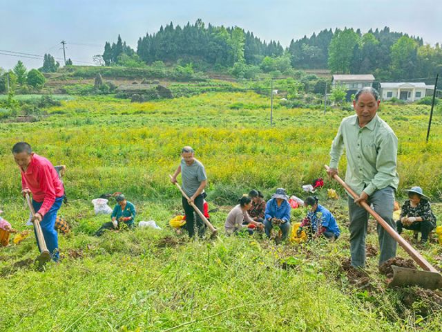 图1  村民们正在采收黄精  潘政吉  摄.jpg