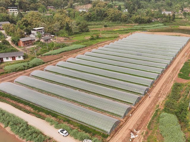 图3  新华村蔬菜大棚基地  闫凯  摄.jpg