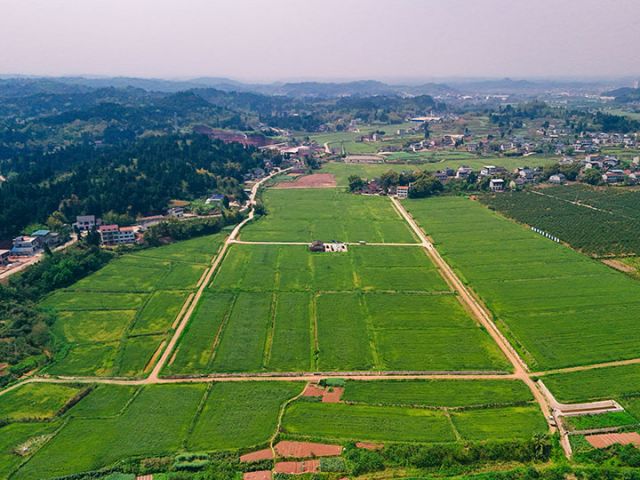 图3  杨邓平在龙台镇发展的稻麦轮作基地  刘金林  摄.jpg