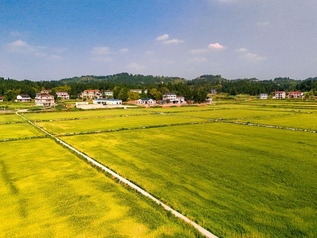 图4  杨邓平在高升乡发展的稻麦轮作基地  刘金林  摄.jpg