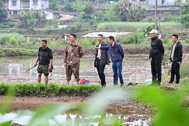 图3  农技人员在再生稻示范园区里进行技术指导.JPG