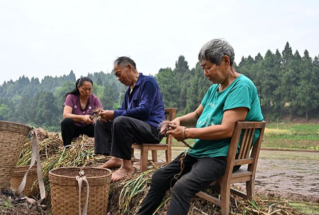 图2  5月4日，四川省内江市东兴区双桥镇付家村，当地村民抢收国家地标产品紫皮大蒜。.JPG