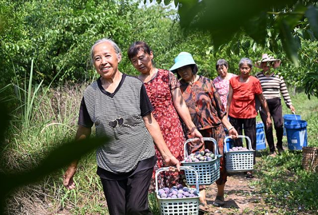 图4  当地村民转运生态李子.JPG