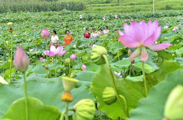 图2  广兴镇桥角村的荷花吸引游客。张启富 摄.jpg