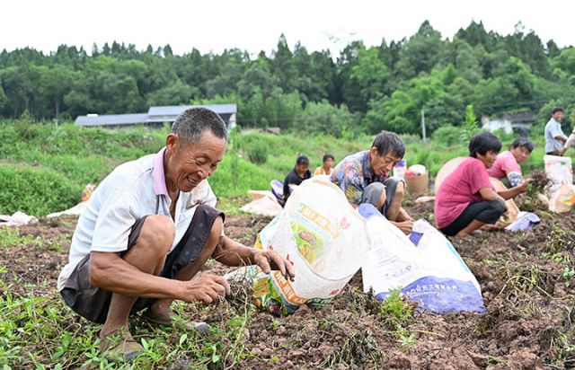 图2  当地村民抢抓时节采收川穹.jpg
