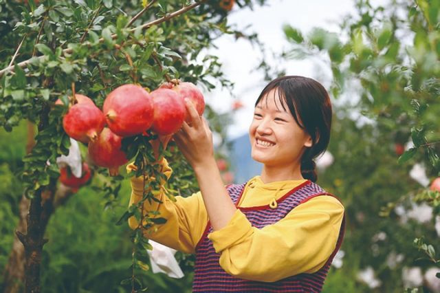 1759135792900647.jpg 采摘石榴 黄正伟摄.jpg