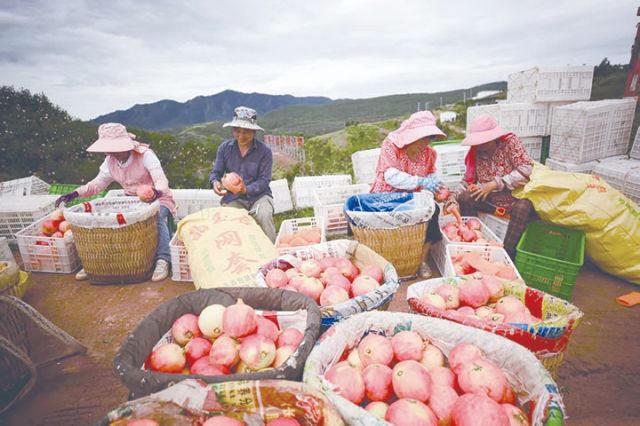 1759135810333533.jpg 石榴分拣包装 黄正伟摄.jpg