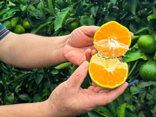 1760171456424032.jpg 图1 雁江蜜柑.jpg