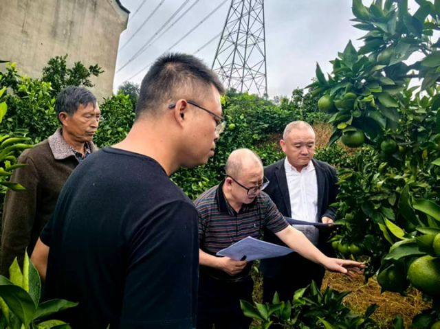 1760171461799501.jpg 图2  雁江蜜柑果王、树王评选.jpg