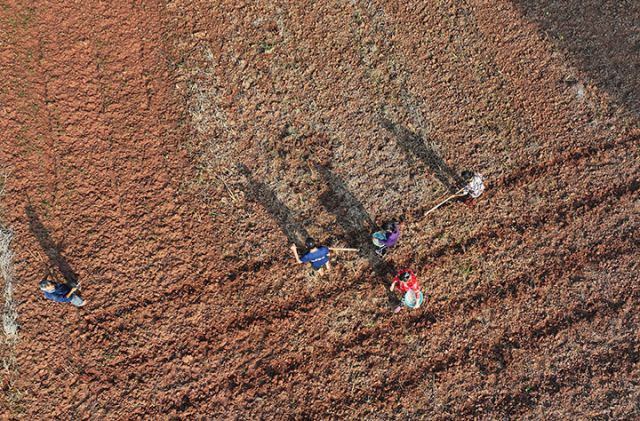 1760341497646291.jpg 图1  10月10日,蒜农在四川省内江市东兴区双桥镇司马村播种紫皮大蒜(无人机照片).jpg