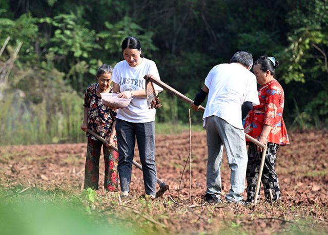 1760341591810364.jpg 图2  10月10日,蒜农在四川省内江市东兴区双桥镇司马村播种紫皮大蒜.jpg