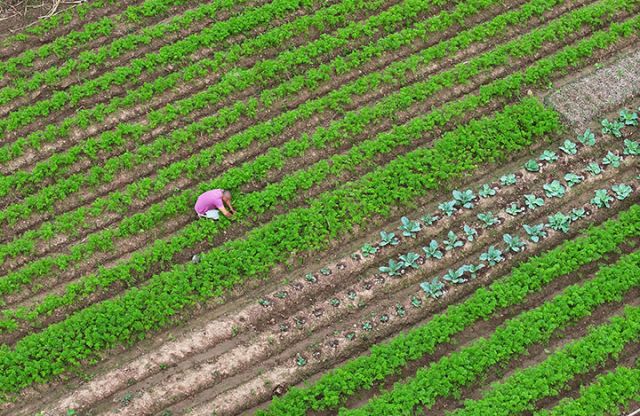 1760341620922950.jpg 图1 10月11日,内江市东兴区椑木镇水心坝村,菜农在红萝卜种植园里蔬苗(无人机照片)。.jpg