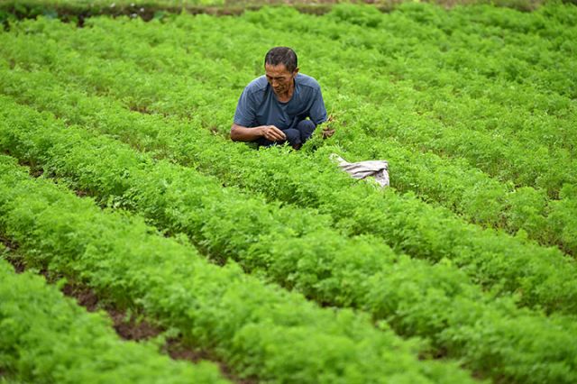 1760341645724061.jpg 图2 10月11日,内江市东兴区椑木镇水心坝村,菜农在红萝卜种植园里蔬苗。.jpg