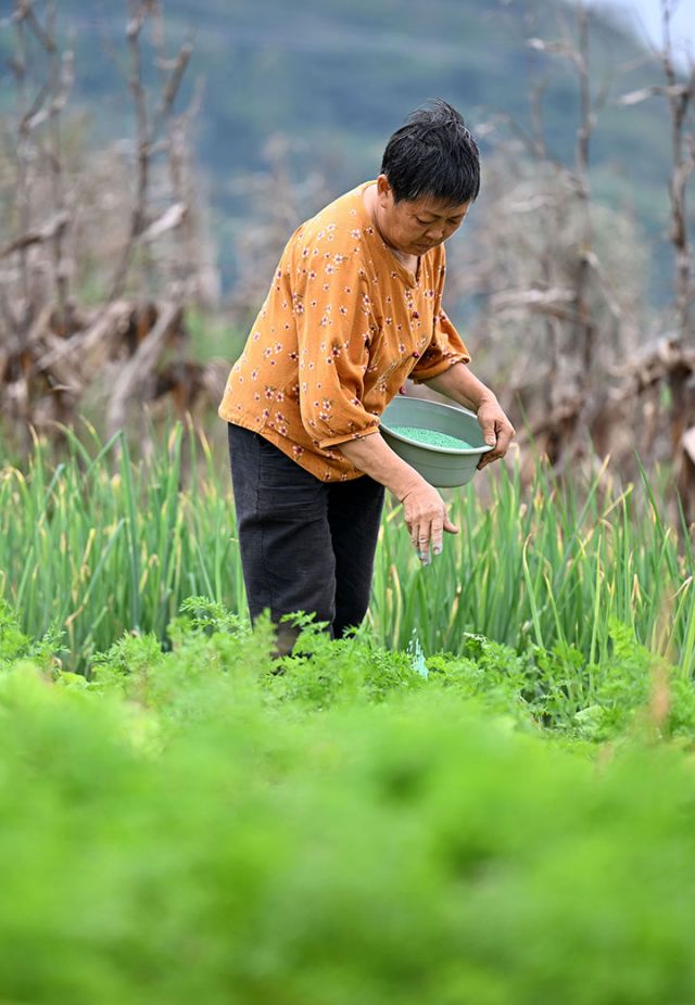 图3 菜农为白萝卜施肥.jpg