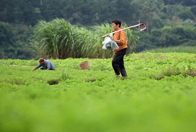 1760341658590093.jpg 图4 精品蔬菜园里到处是忙碌的身影.jpg