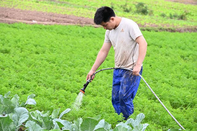 1760341663511549.jpg 图5 菜农对红萝卜进行肥水管理.jpg