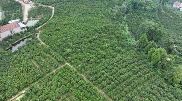 图2  柑橘林 拷贝.jpg