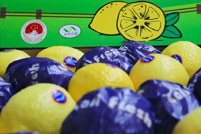 图3 即将出口的安岳柠檬。潘政吉  摄.jpg