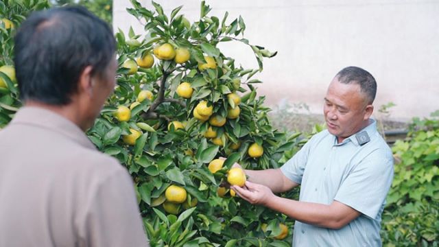 图1  刘树文指导柑橘种植.jpg