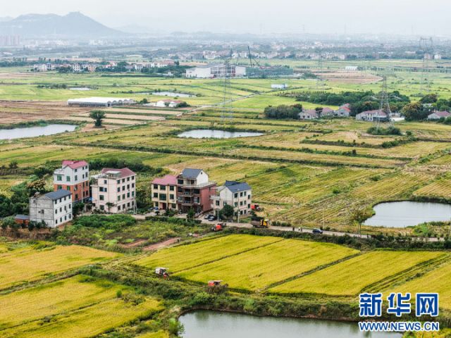 1761209482147570.jpg 图1  10月22日,收割机在塘雅镇万亩良田示范区收割水稻(无人机照片)。 拷贝.jpg