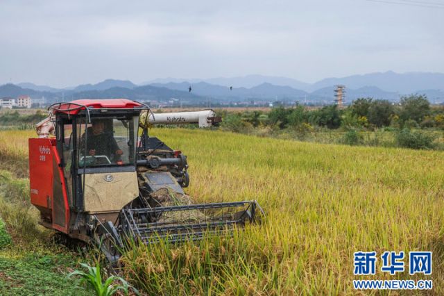 1761209506448218.jpg 图2  10月22日,收割机在塘雅镇万亩良田示范区收割水稻。 拷贝.jpg