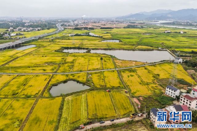 1761209532130594.jpg 图3  10月22日,空中俯瞰塘雅镇万亩良田示范区(无人机照片)。 拷贝.jpg