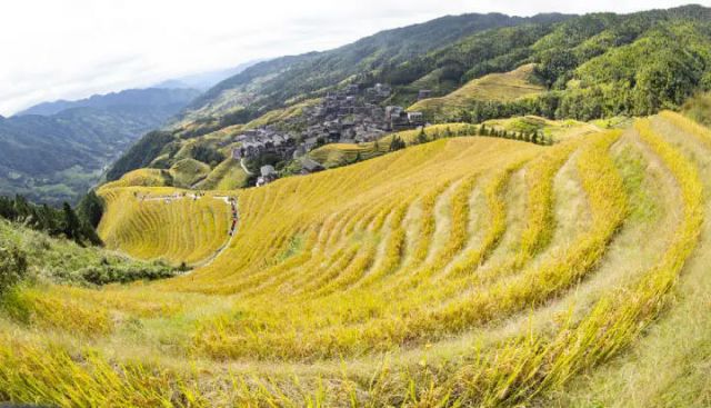 图2  龙脊梯田美景（伍文悄 摄）.jpg