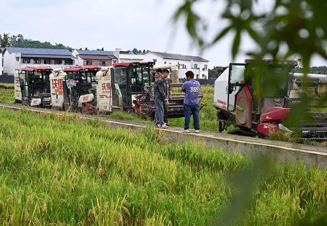 图3  农机手正在排队等候再生稻装车.jpg