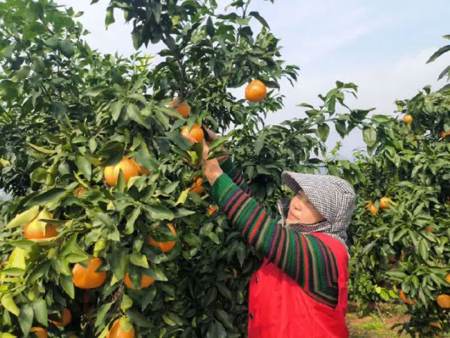 1762247076439975.jpg 图1 果农正在采摘(肖丽华 摄).jpg