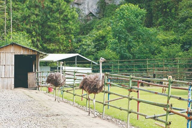 1762249834648353.jpg 龙湖·蝴蝶谷内的鸵鸟 周淼葭 摄.jpg