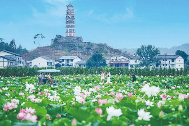 1762249882444495.jpg 金山景区——莲花世界 陈人华 摄 .jpg