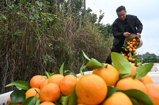 图2  2025年11月7日，在四川省内江市东兴区富溪镇天赐村柑橘种植基地，果农正在采收柑橘。.jpg