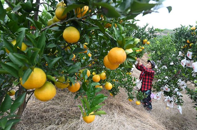 图3 果农正在给柑橘套袋.jpg