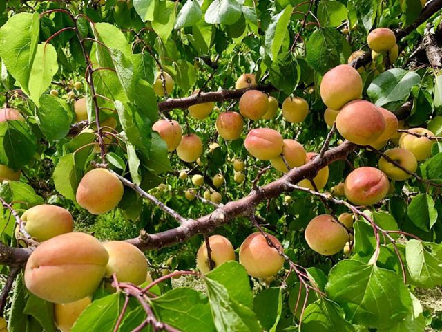 1762854192731477.jpg 图5.jpg