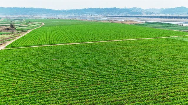 图2  老君镇龙安村蔬菜种植基地.jpg