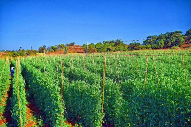 图1  弥勒市西一镇的豌豆尖（赵树龙 摄）.jpg