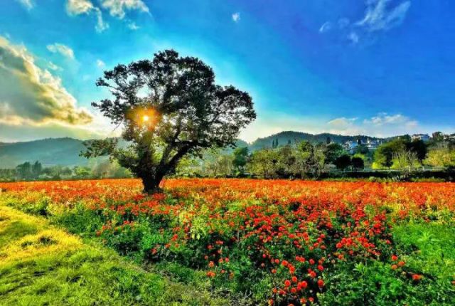 1763022666507505.jpg 图3 弥勒市西三镇的万寿菊橘红一片(赵树龙 摄).jpg